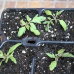 Tomatenpflanzen nach dem Pikieren